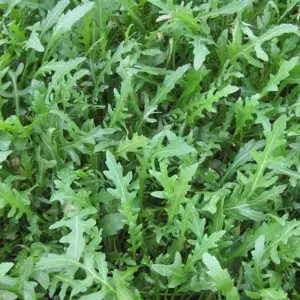 Seminte rucola Dallas