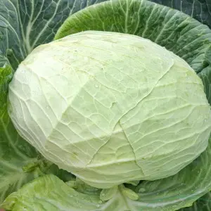 Seminte varza Corvus F1