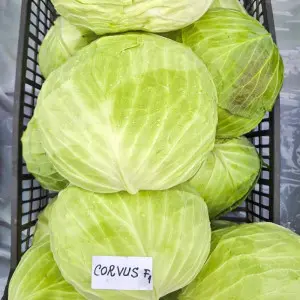 Seminte varza Corvus F1