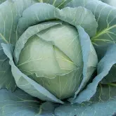 Seminte varza Karate F1