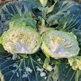 Seminte varza Karate F1