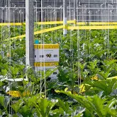 Bondari polenizare Natupol Standard