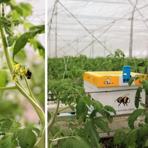 Bondari polenizare Natupol Excel