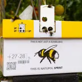 Bondari polenizare Natupol Sprint