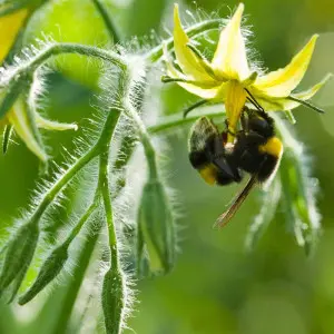Bondari polenizare Natupol Standard