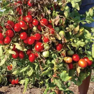 Seminte tomate ISI 32772 F1