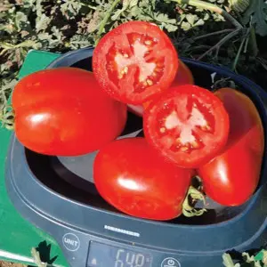 Seminte tomate ISI 32772 F1