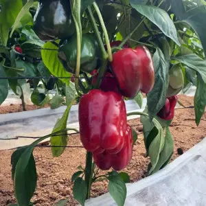 Seminte ardei gras Lourdes F1