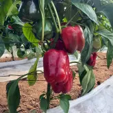 Seminte ardei gras Lourdes F1