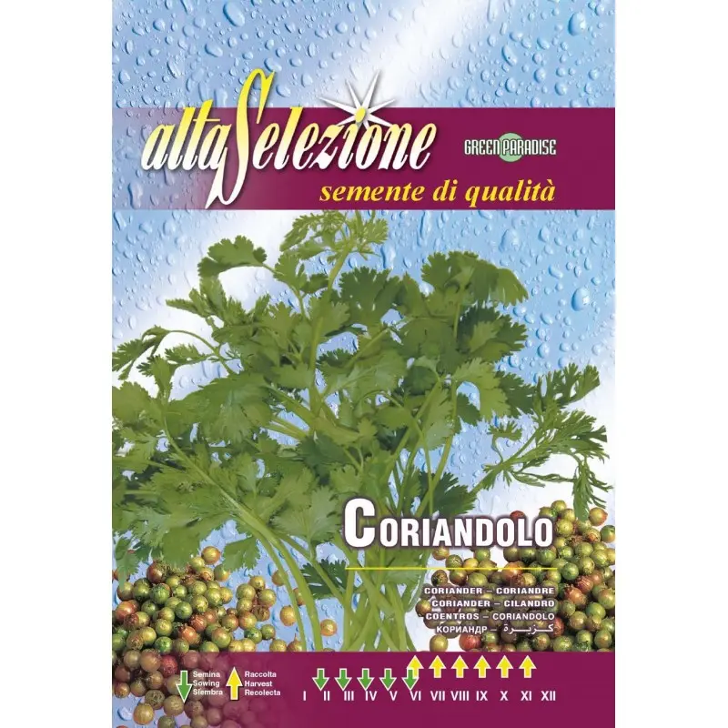 Seminte coriandru Alta Selezione