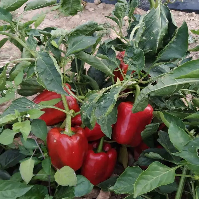 Seminte ardei gras AR371010 F1