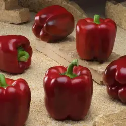 Seminte ardei gras Isabel F1