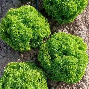 Seminte salata Samburu