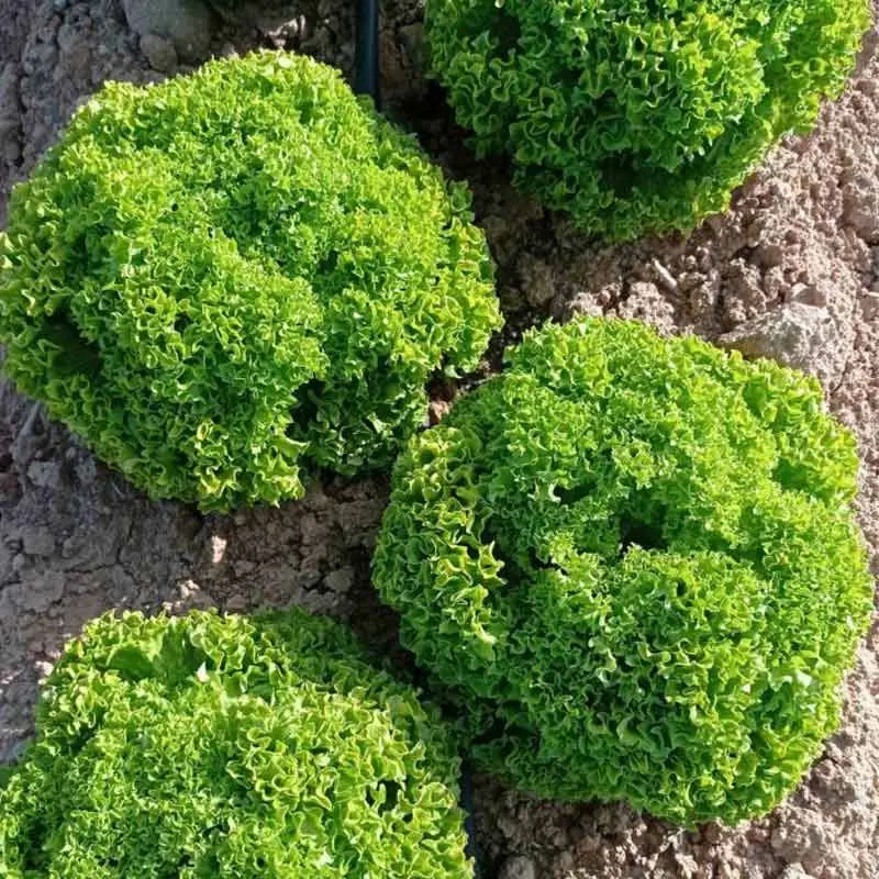 Seminte salata Samburu