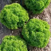 Seminte salata Samburu