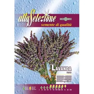 Seminte lavanda Alta Selezione