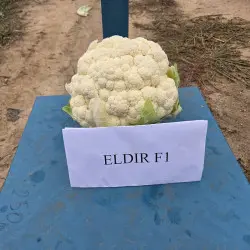 Seminte conopida Eldir F1