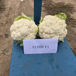 Seminte conopida Eldir F1