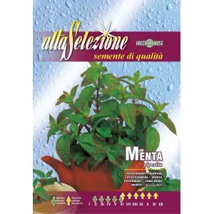 Seminte menta Alta Selezione