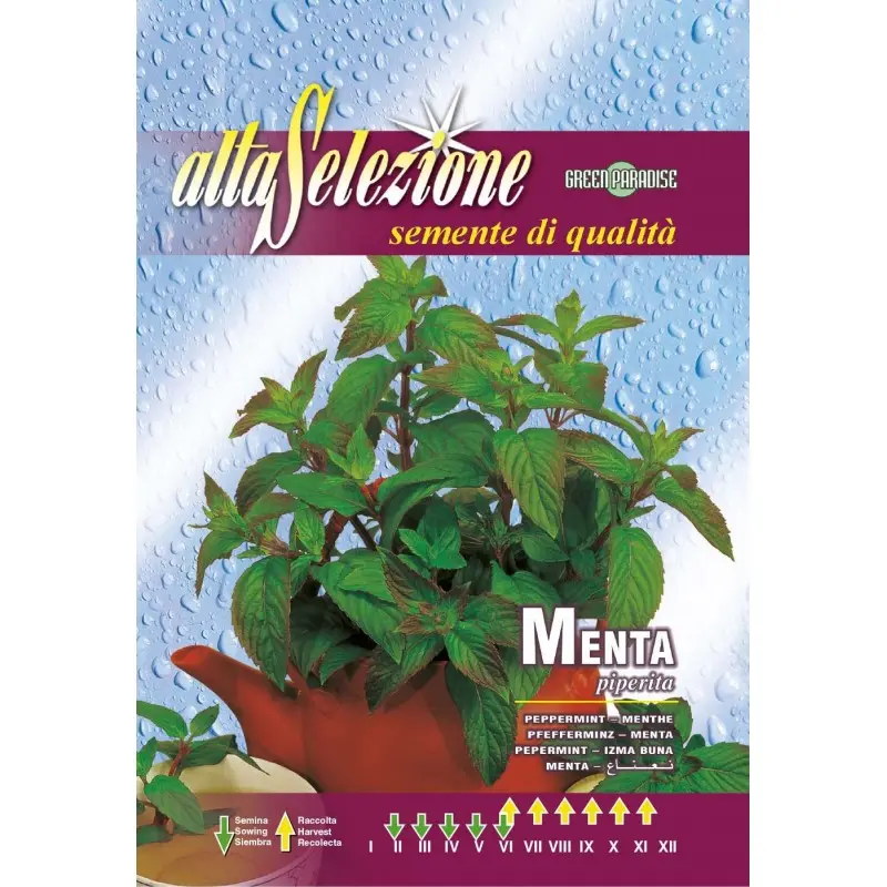 Seminte menta Alta Selezione