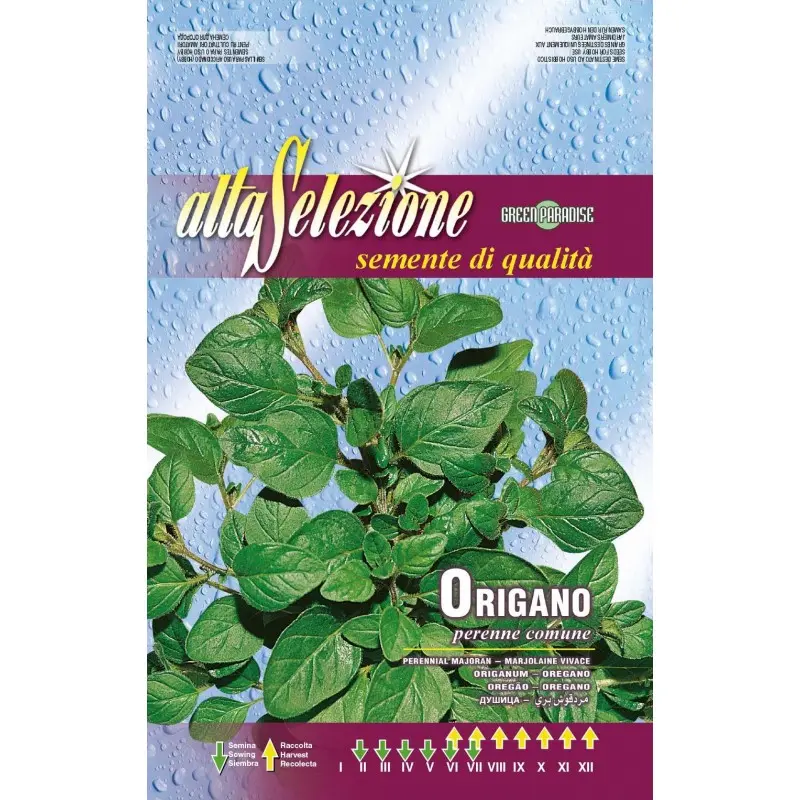 Seminte oregano Alta Selezione
