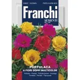 Seminte flori de piatra cu flori duble Multicolor