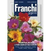 Seminte flori de piatra Multicolor
