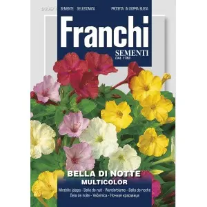 Seminte frumoasa noptii Multicolor