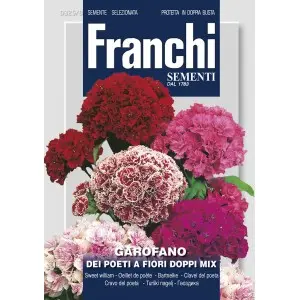 Seminte garofita de gradina flori duble Mix