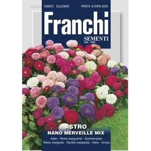 Seminte ochiul boului Pitic Minune Multicolor