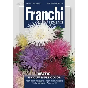 Seminte ochiul boului Unicum Multicolor