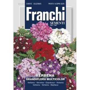 Seminte urzicuta Grandiflora Mix