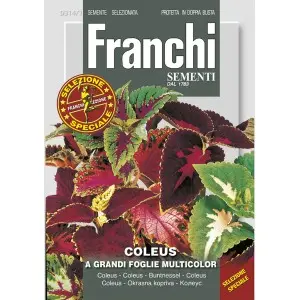 Seminte coleus cu frunze mari Multicolor