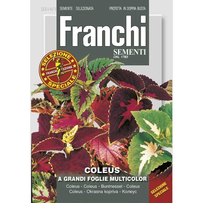 Seminte coleus cu frunze mari Multicolor