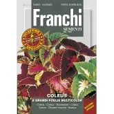 Seminte coleus cu frunze mari Multicolor
