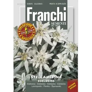 Seminte floare de colt Edelweiss