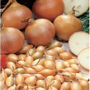 Arpagic auriu Stuttgarter, calibru 8/14, 1 kg