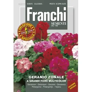 Seminte muscata zonala cu flori mari Multicolor