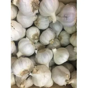Usturoi spaniol rosu Gardos, calibru 55+, sac 0,5 kg