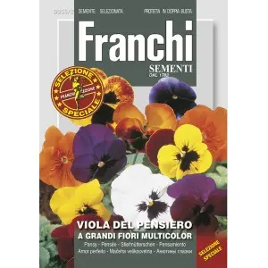 Seminte panselute cu flori mari Multicolor