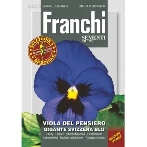 Seminte panselute gigante Elvetiene Albastre