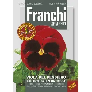 Seminte panselute gigante Elvetiene Rosii