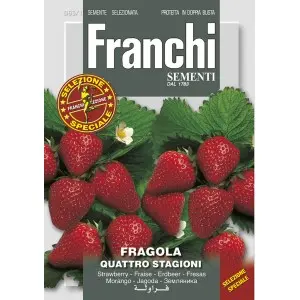 Seminte capsuni Quattro Stagioni Franchi Sementi Hibrid