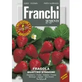 Seminte capsuni Quattro Stagioni Franchi Sementi Hibrid