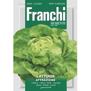 Seminte salata capatana Attrazione Franchi Sementi
