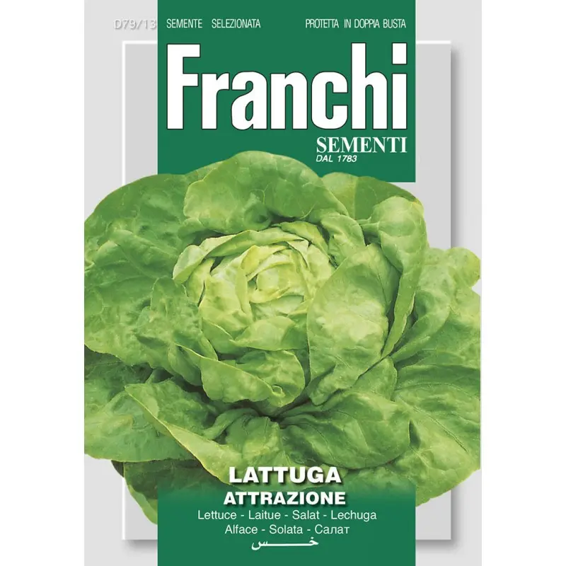 Seminte salata capatana Attrazione Franchi Sementi