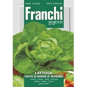 Seminte salata capatana Testa di Burro d'Inverno Franchi Sementi