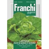 Seminte salata capatana Testa di Burro d'Inverno Franchi Sementi