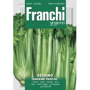 Seminte telina de petiol Groene Pascal Franchi Sementi