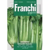 Seminte telina de petiol Groene Pascal Franchi Sementi
